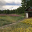 A red and green cabin at Twentyfive Mile Lake sits among a field of pink and yellow wildflowers